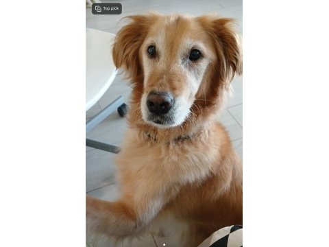 Tatlı bir golden retriever