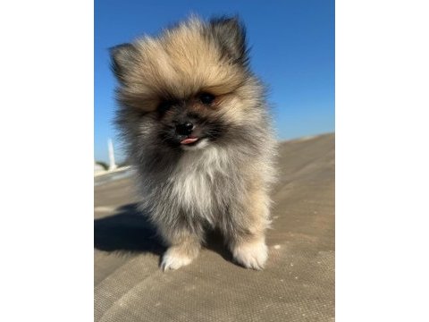 Pomeranian 2 aylık yavrular