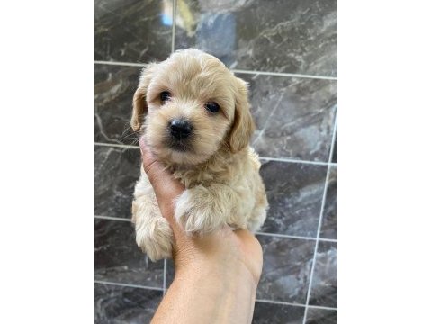 Minyatür orjinal maltipoo