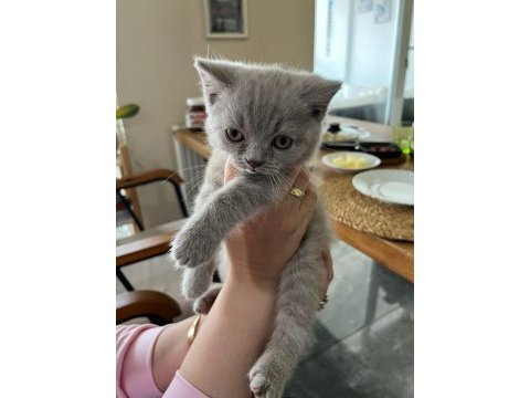 British shorthair yavrularımız yeni ailelerini arıyor