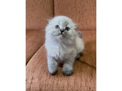 Scottish fold longhair lynx point kızım