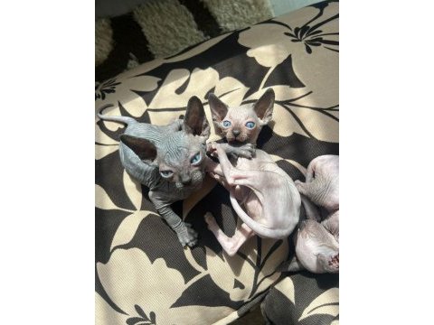 Has kan sphynx(sfenks)
