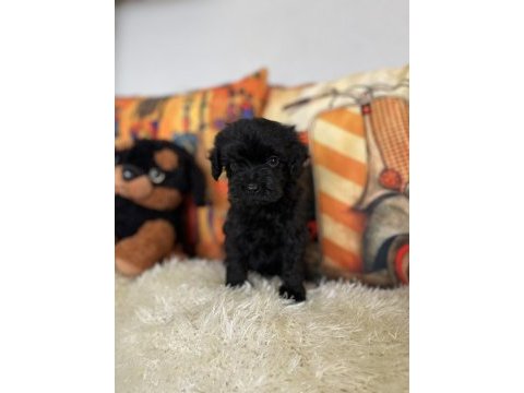 Maltipoo bebiş
