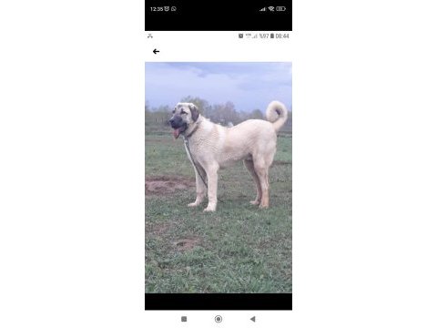Kaliteli kangal yavrular sivas merkez