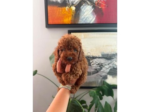 Sağlık ve ırk garantili red brown poodle