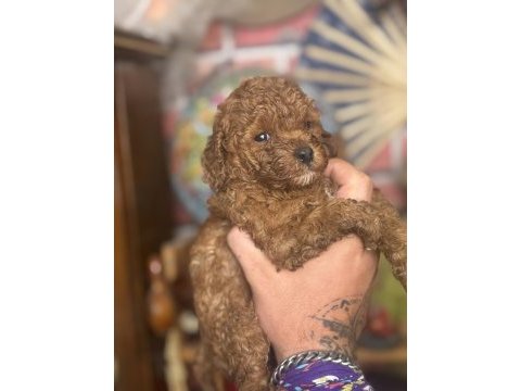 Mini boy red toy poodle kızımız