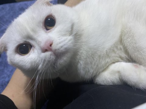 5 aylık kedim yeni sahibini arıyor scottish fold