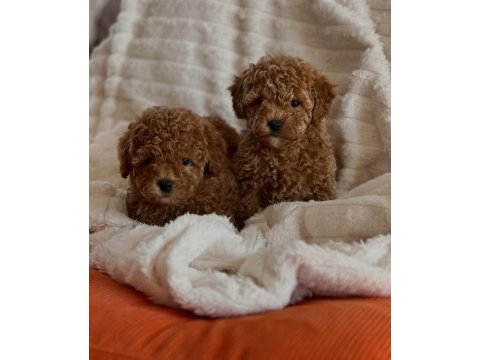 Sevimli toy poodle yavrular | mikroçip & pasaport