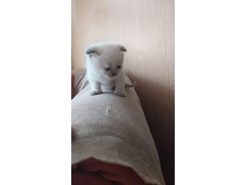 British shorthair yavrularım yuvalarını bekliyor