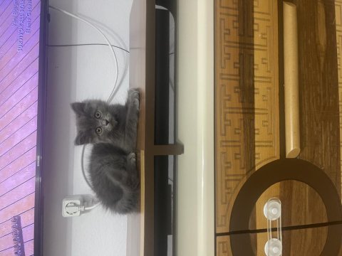 Sevimli dost british shorthair