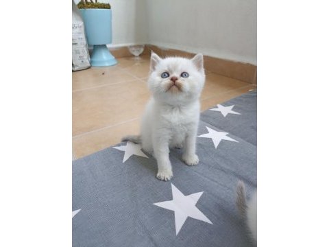 Boncuk gözlü british shorthair