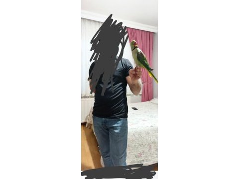 50 günlük jumbo boy erkek alexander elden teslim