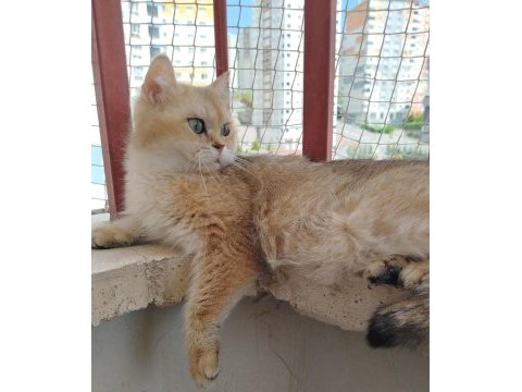 British shorthair ny11 dişi 1.5 yaşında kedimiz