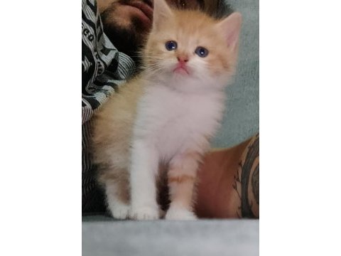 50 günlük golden british shorthair yavruları