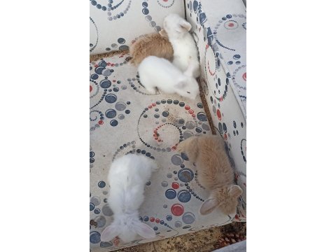 Hollanda teddy lop tavşan yavruları