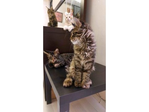 Full şecereli maine coon ünvanlı ebeveynlerden