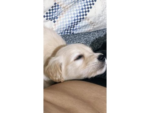 Çok akıllı 2 aylık dişi prenses golden retriever