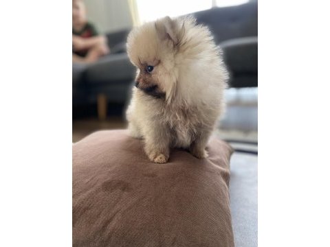 3 aylık minik pomeranian yavrumuz