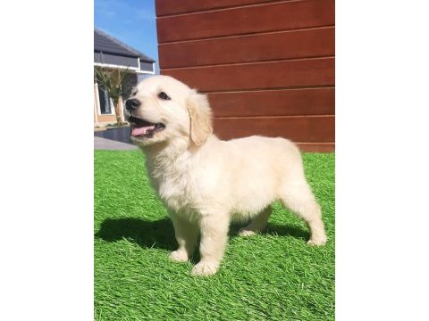 Golden bebeklerimiz aşıları tam