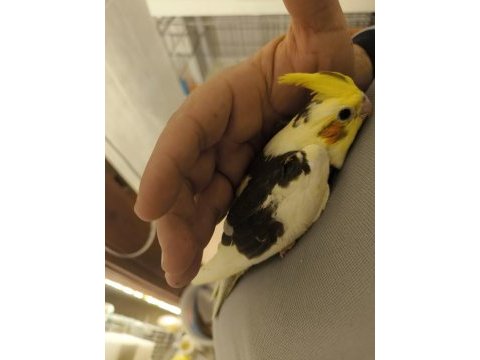 Sultan papağanı yavruları 2 aylık