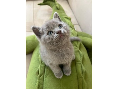British shorthair kediler