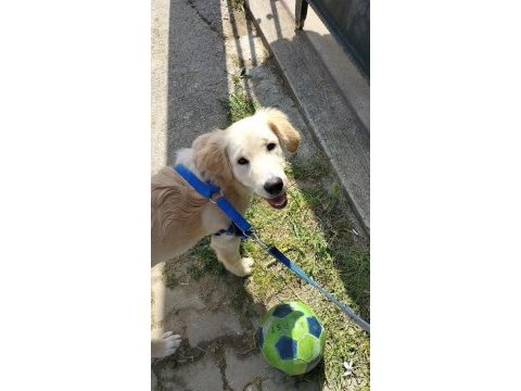 Sahiplendirme golden retriever