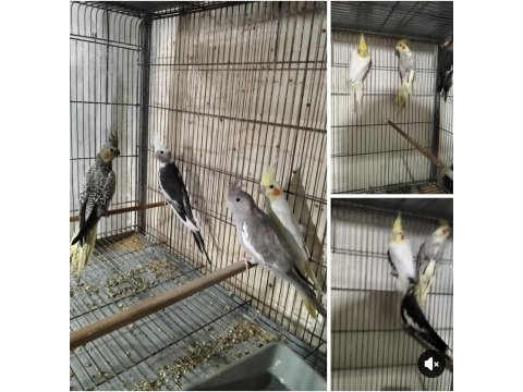 Yavru sultan papağanları renk güzelleri