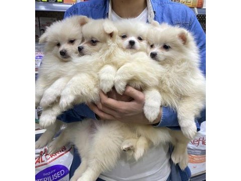 A kalite pomeranian spitz yavrular