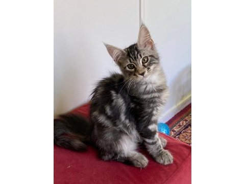 Mco dişi silver tabby