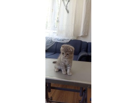 Çok tatlı scottish fold kedileri