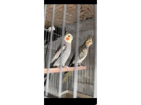 3 tk sultan yavru alınmış sultan kuşlar