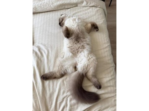 5 aylik british longhair blue point