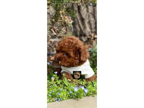 Pet’s world güvencesiyle toy poodle yavrularımız