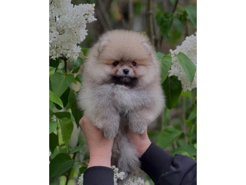 Pomeranian boo yavruları 
