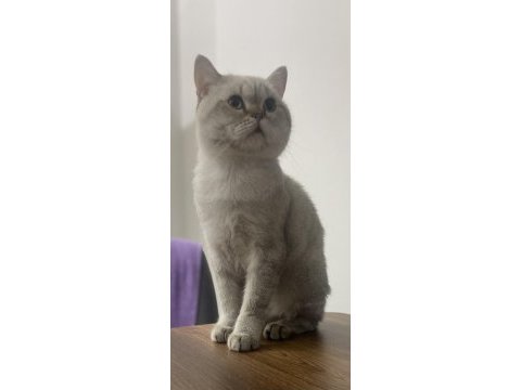 Blue point british shorthair