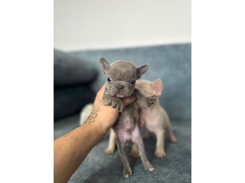 Show kalite french bulldog bebekler