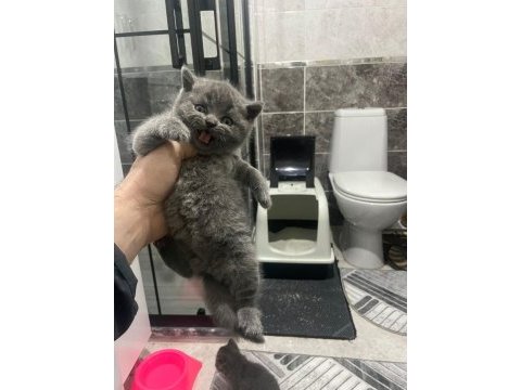 Koca kafalı sevimli british shorthair yavruları