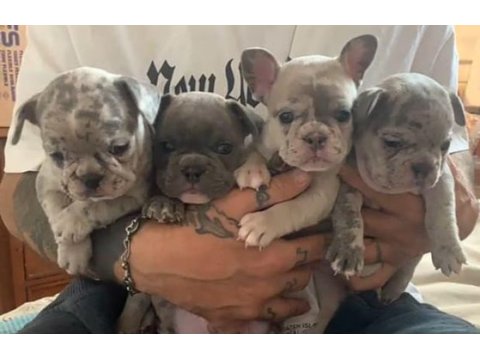 Aşılı merle ve blue french bulldog yavrularımız