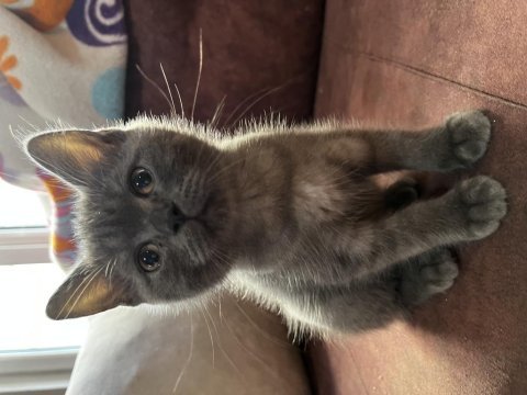 British shorthair kedilerim