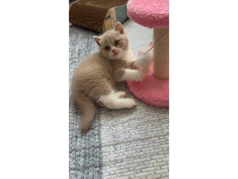 Sevimli fawn bicolor bebek british shorthair