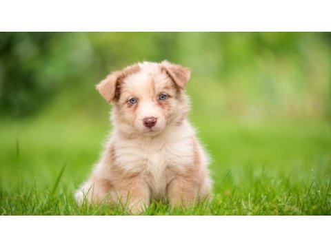 Üst düzey border collie yavruları
