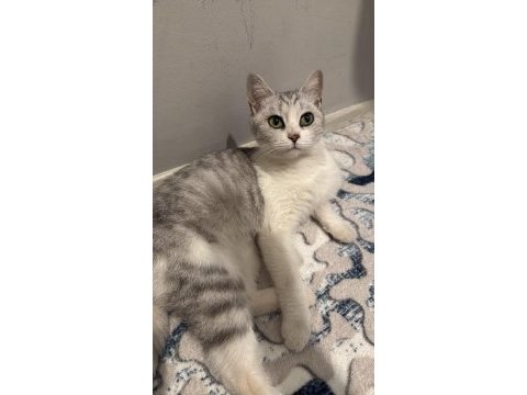 Ücretsiz ev kedisi yetişkin
