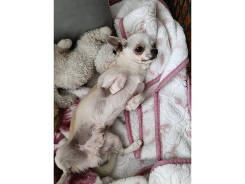 1 yaş chihuahua