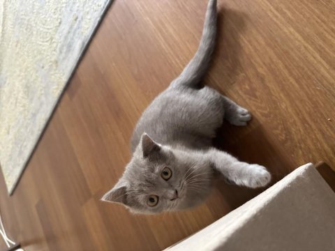 British shorthair yavru 2 mart doğumlu