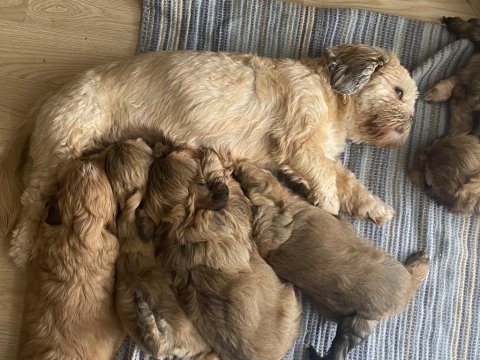 60 günlük minikler shih tzu
