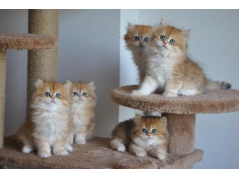 Safkan golden british longhair bebekler 2 aylık