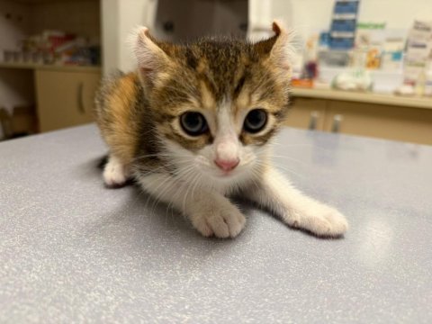 2 aylık calico cinsi bebek