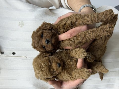 40 günlük mini poodle yavru – yeni yuvasını arıyor