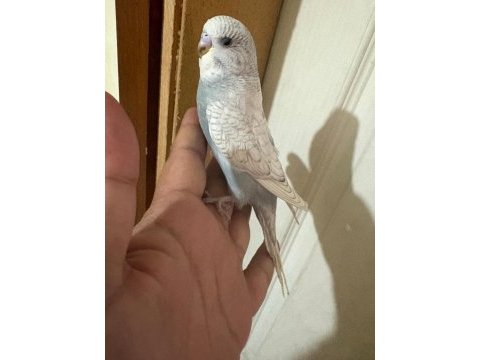 29 günlük kusursuz muhabbet kuşu bebek