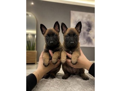 Belçika malinois yavru seçenekleri